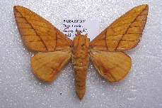 FIGURE 1b FIGURE 1b